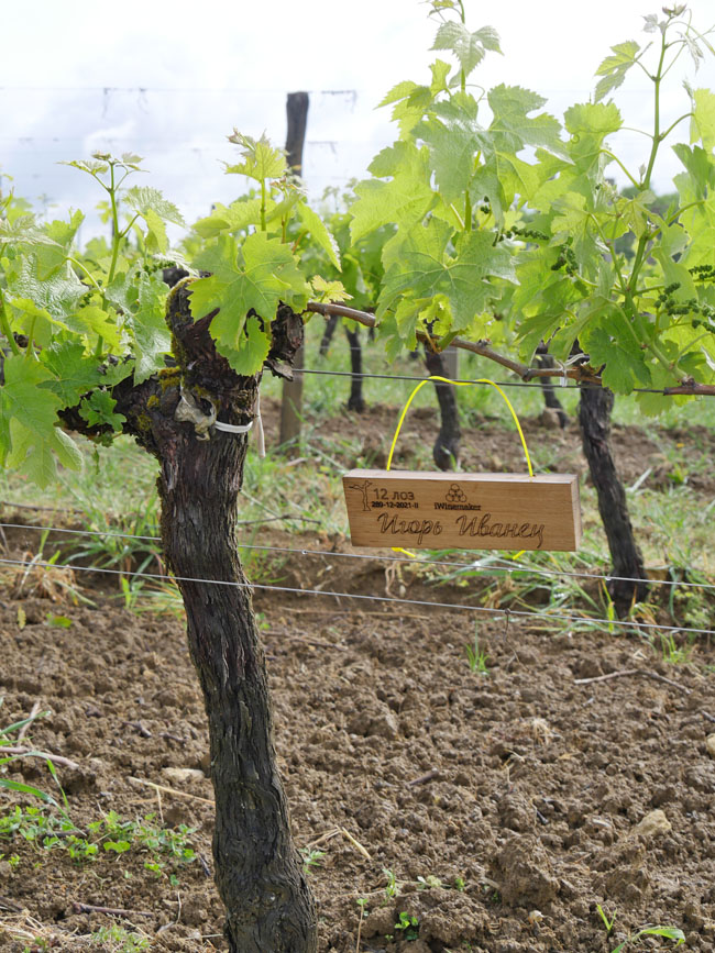 Виноградник на урожай